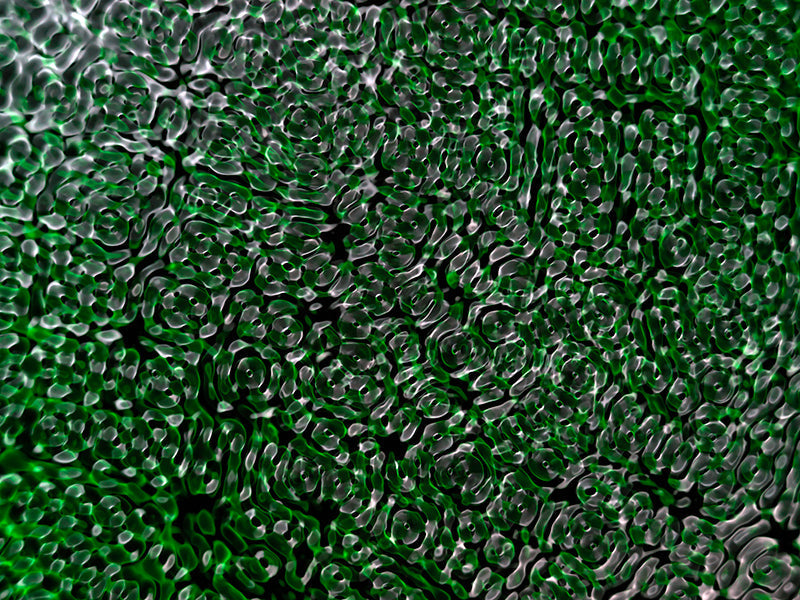 Underwater photograph water light science experiments pure physics Verdant Low Light tonality from Cymatic Water and L