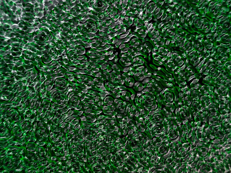 Underwater photograph water light science experiments pure physics Verdant Low Light tonality from Cymatic Water and L