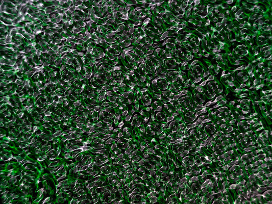 Underwater photograph water light science experiments pure physics Verdant Low Light tonality from Cymatic Water and L