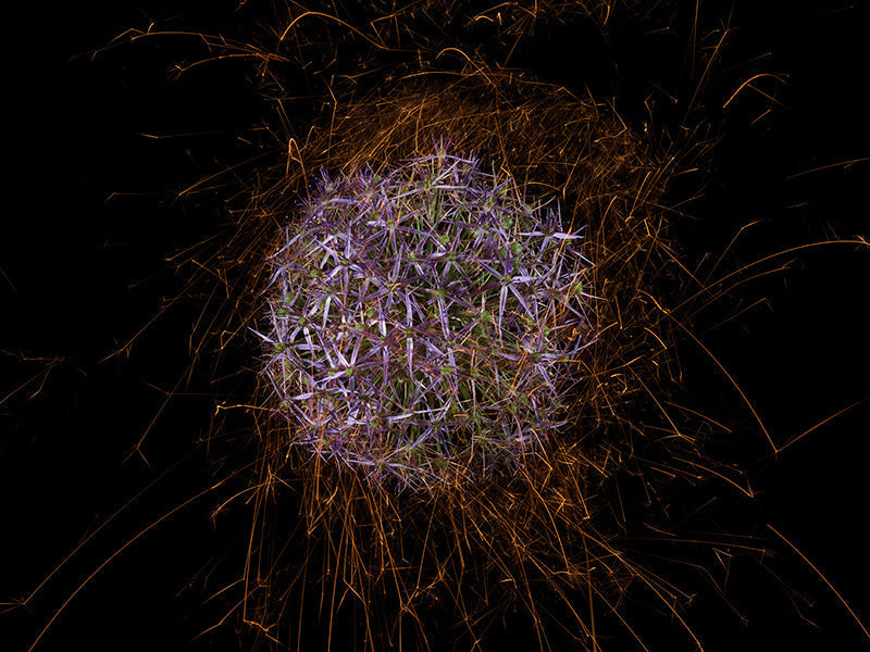 Underwater photograph exploding flower series sparks energy shot Warm Low Light tonality from the Fusion series