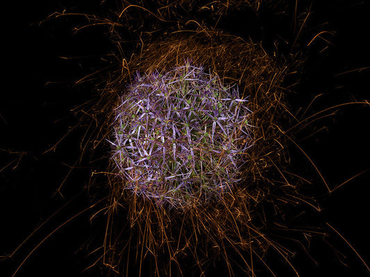 Underwater photograph exploding flower series sparks energy shot Warm Low Light tonality from the Fusion series