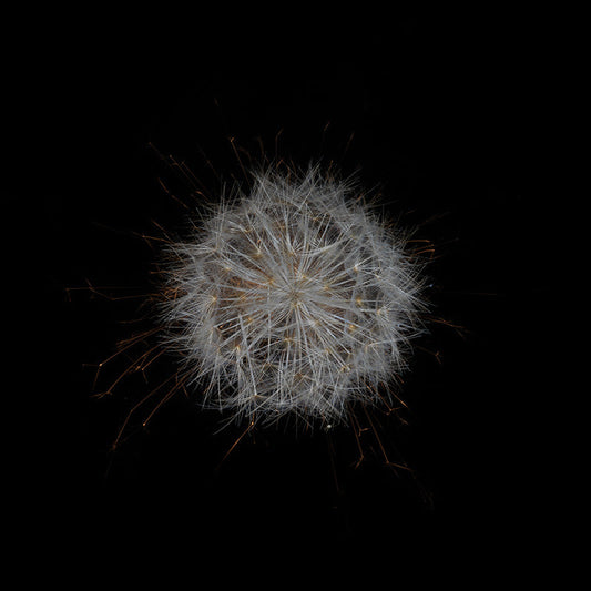 Underwater photograph exploding flower series sparks energy shot Warm Low Light tonality from the Fusion series