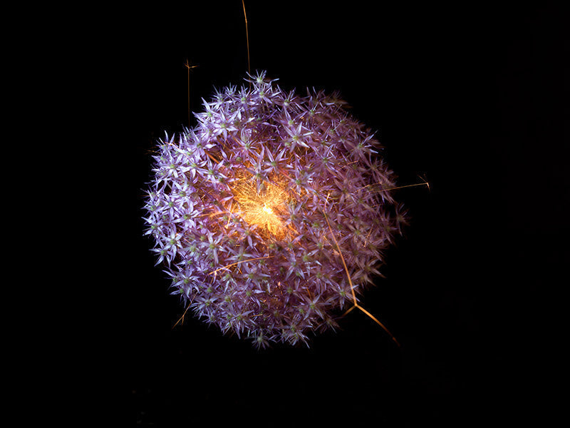 Underwater photograph exploding flower series sparks energy shot Warm Low Light tonality from the Fusion series