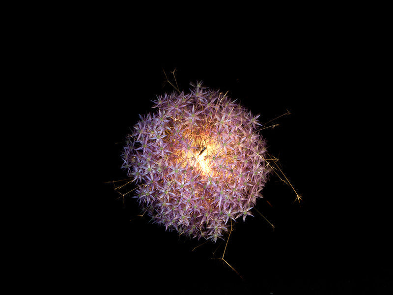 Underwater photograph exploding flower series sparks energy shot Warm Low Light tonality from the Fusion series