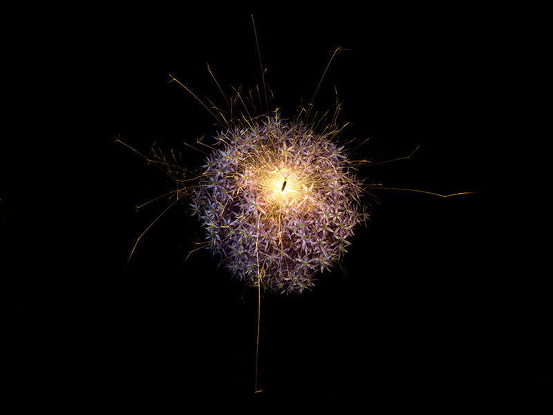 Underwater photograph exploding flower series sparks energy shot Warm Low Light tonality from the Fusion series