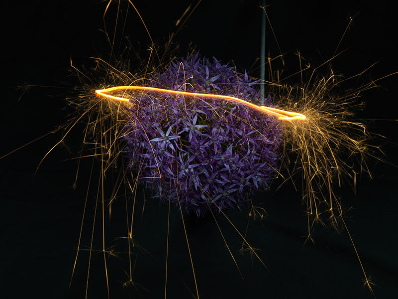 Underwater photograph exploding flower series sparks energy shot Warm Low Light tonality from the Fusion series