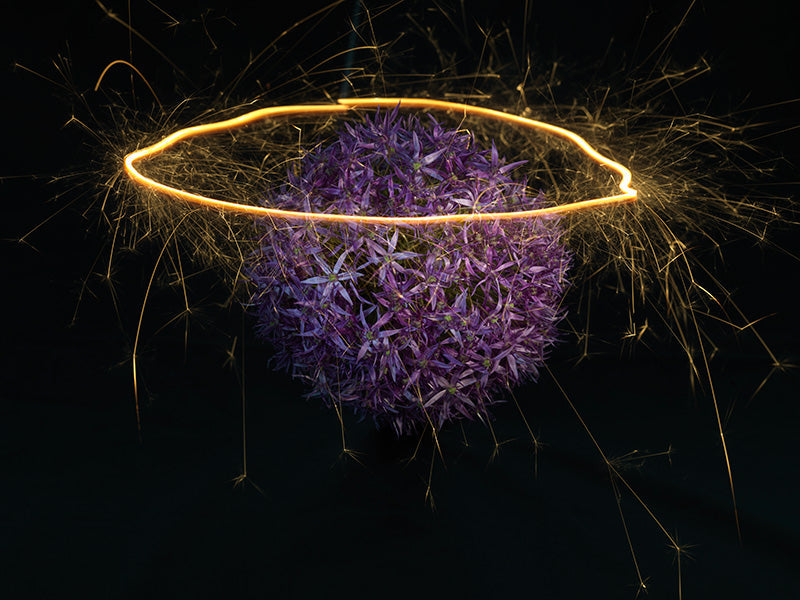Underwater photograph exploding flower series sparks energy shot Warm Low Light tonality from the Fusion series