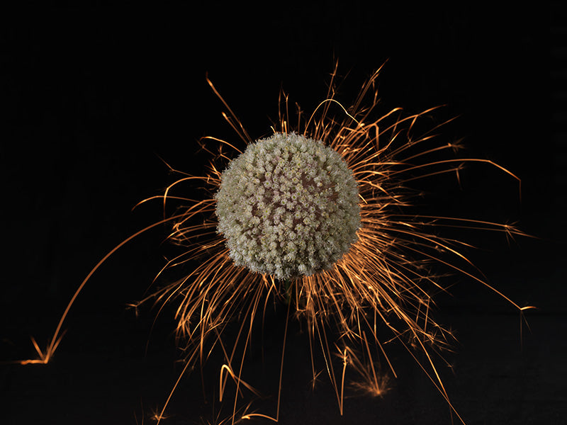 Underwater photograph exploding flower series sparks energy shot Warm Low Light tonality from the Fusion series