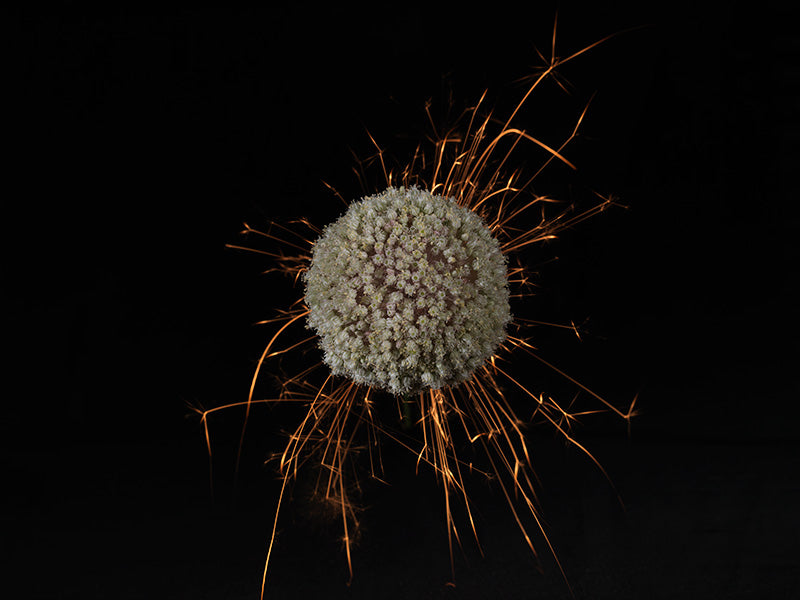 Underwater photograph exploding flower series sparks energy shot Warm Low Light tonality from the Fusion series