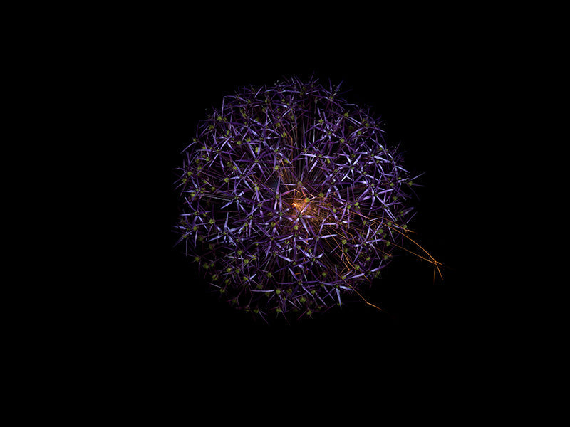 Underwater photograph exploding flower series sparks energy shot Cool Low Light tonality from the Fusion series