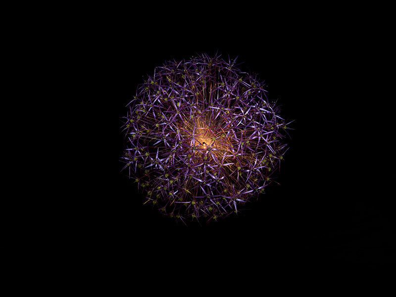 Underwater photograph exploding flower series sparks energy shot Warm Low Light tonality from the Fusion series