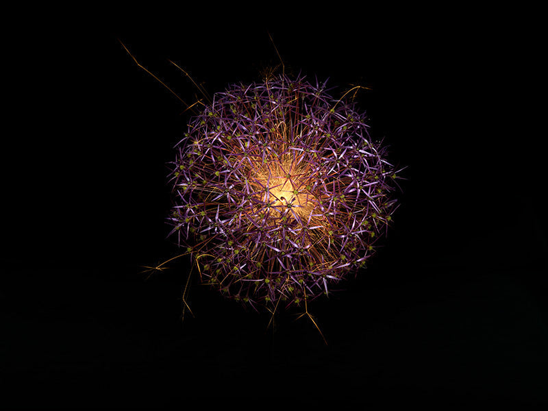 Underwater photograph exploding flower series sparks energy shot Warm Low Light tonality from the Fusion series