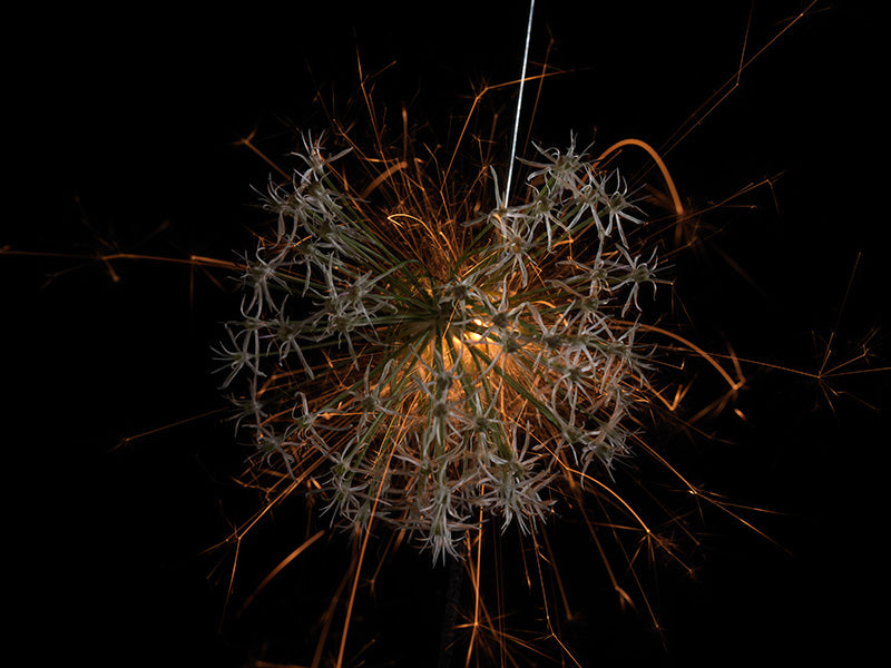 Underwater photograph exploding flower series sparks energy shot Warm Low Light tonality from the Fusion series
