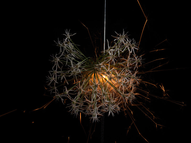 Underwater photograph exploding flower series sparks energy shot Warm Low Light tonality from the Fusion series