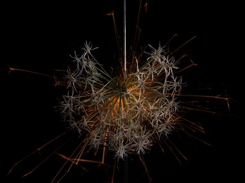 Underwater photograph exploding flower series sparks energy shot Warm Low Light tonality from the Fusion series