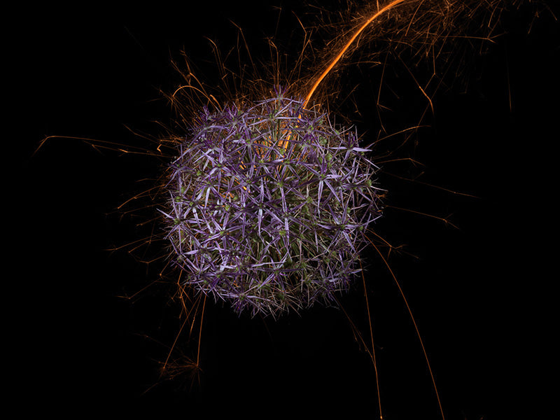 Underwater photograph exploding flower series sparks energy shot Warm Low Light tonality from the Fusion series