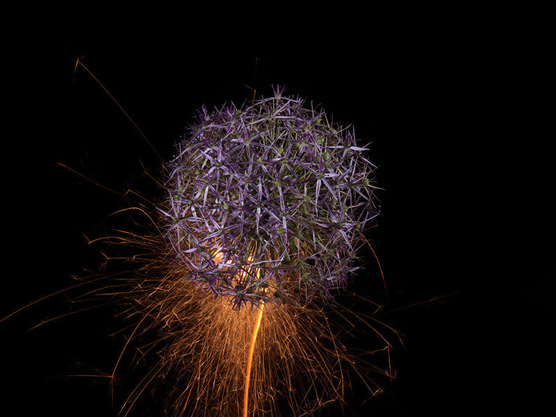 Underwater photograph exploding flower series sparks energy shot Warm Low Light tonality from the Fusion series