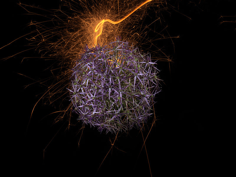Underwater photograph exploding flower series sparks energy shot Warm Low Light tonality from the Fusion series