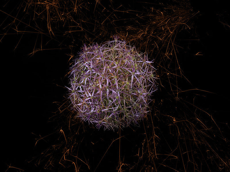 Underwater photograph exploding flower series sparks energy shot Warm Low Light tonality from the Fusion series