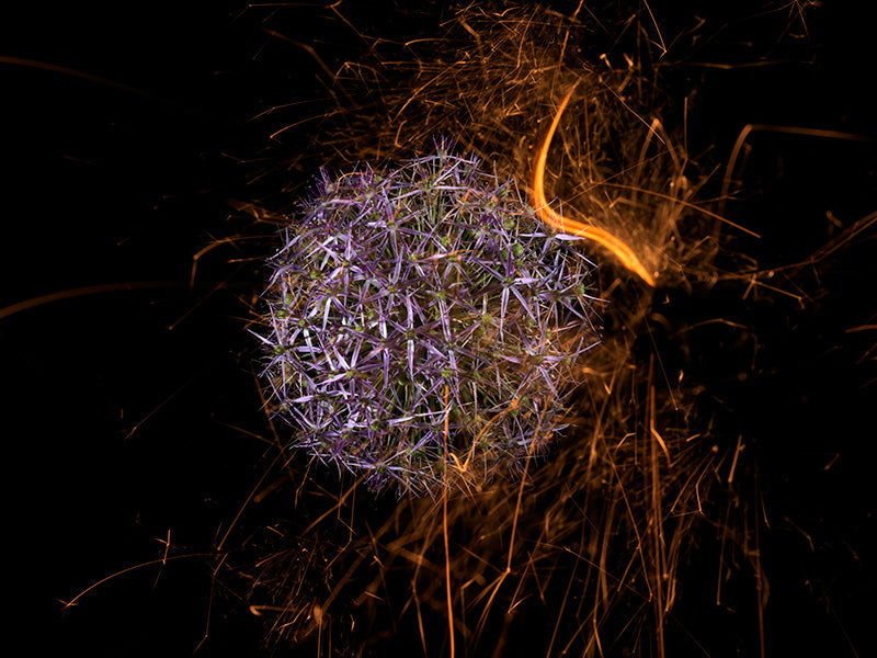 Underwater photograph exploding flower series sparks energy shot Warm Low Light tonality from the Fusion series