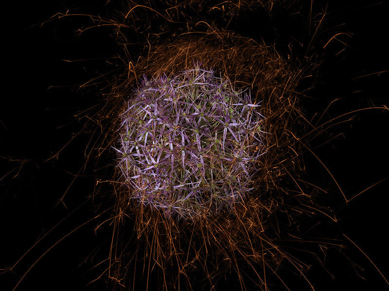 Underwater photograph exploding flower series sparks energy shot Warm Low Light tonality from the Fusion series