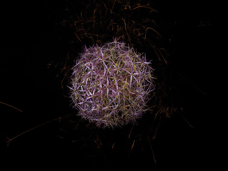 Underwater photograph exploding flower series sparks energy shot Warm Low Light tonality from the Fusion series