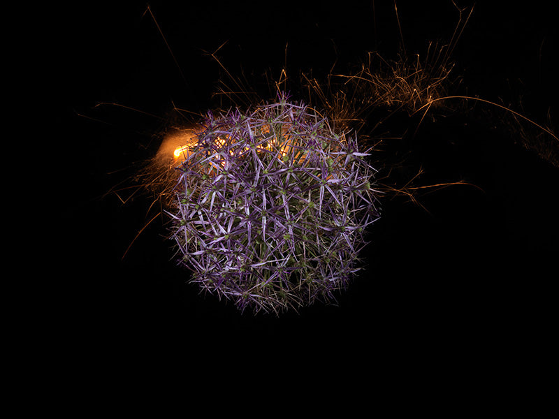 Underwater photograph exploding flower series sparks energy shot Warm Low Light tonality from the Fusion series