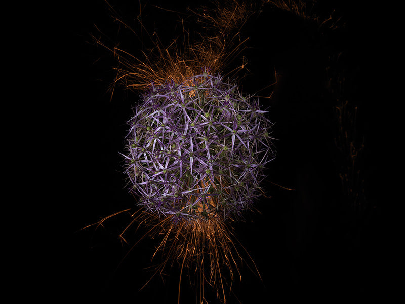 Underwater photograph exploding flower series sparks energy shot Warm Low Light tonality from the Fusion series