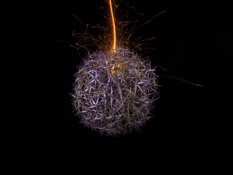 Underwater photograph exploding flower series sparks energy shot Warm Low Light tonality from the Fusion series