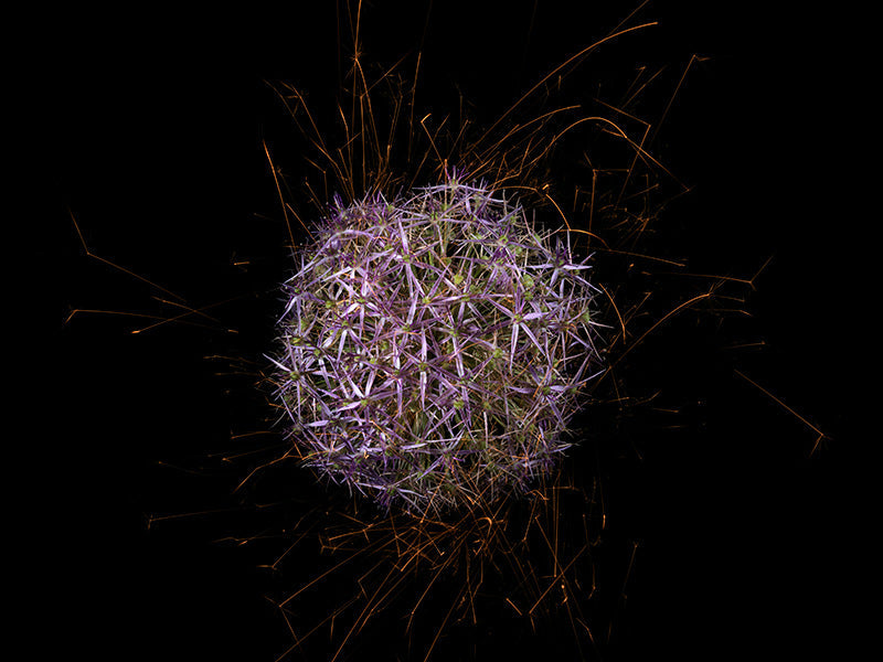 Underwater photograph exploding flower series sparks energy shot Warm Low Light tonality from the Fusion series