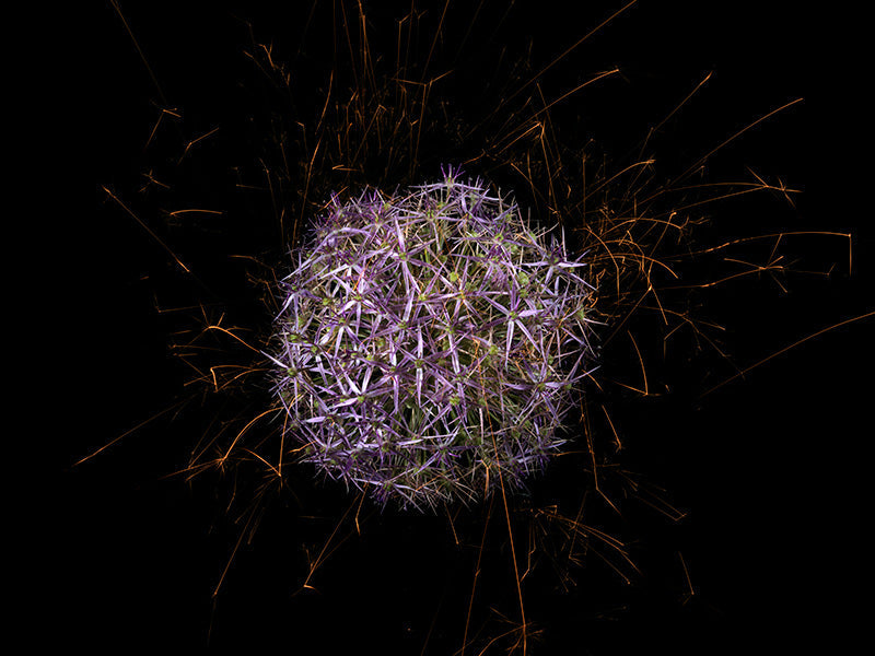 Underwater photograph exploding flower series sparks energy shot Warm Low Light tonality from the Fusion series