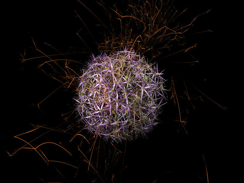 Underwater photograph exploding flower series sparks energy shot Warm Low Light tonality from the Fusion series