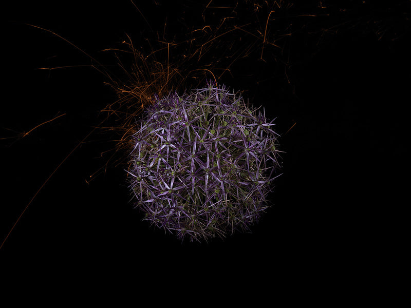Underwater photograph exploding flower series sparks energy shot Warm Low Light tonality from the Fusion series