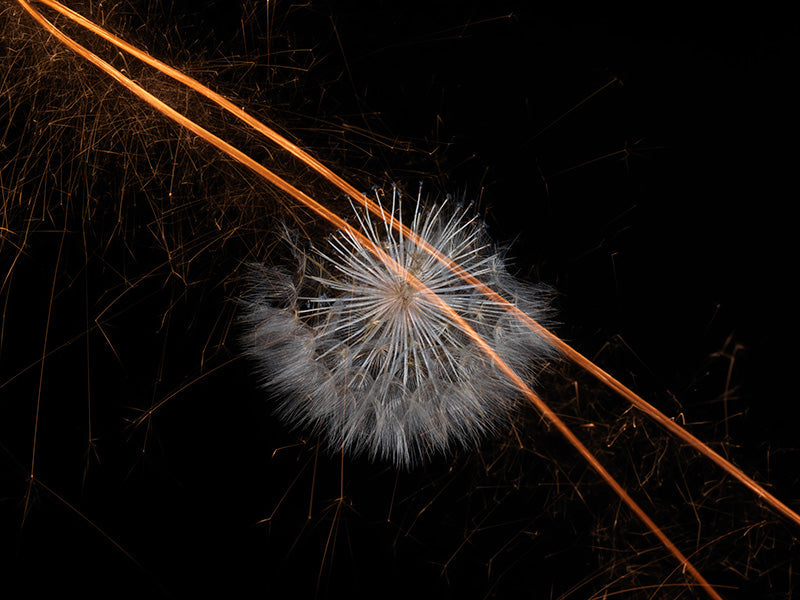 Underwater photograph exploding flower series sparks energy shot Warm Low Light tonality from the Fusion series