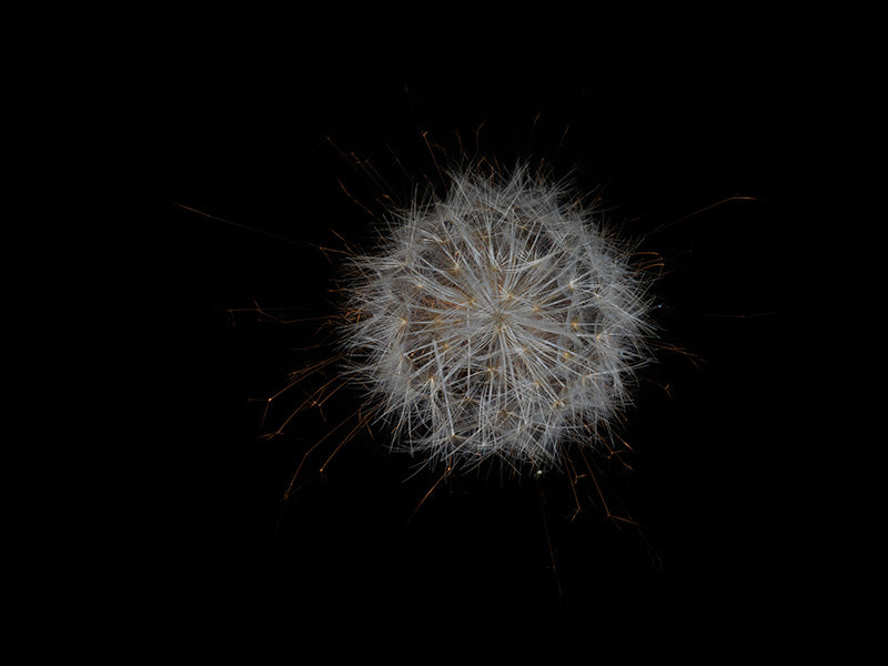 Underwater photograph exploding flower series sparks energy shot Warm Low Light tonality from the Fusion series