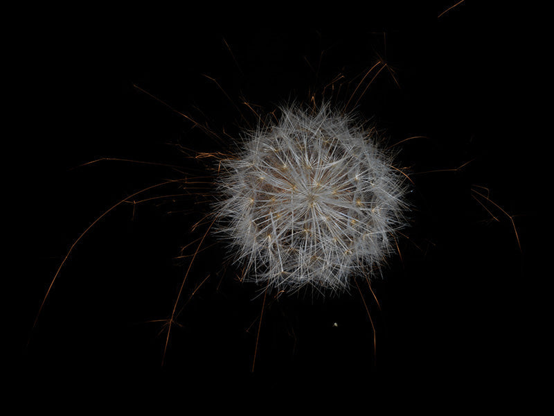 Underwater photograph exploding flower series sparks energy shot Warm Low Light tonality from the Fusion series