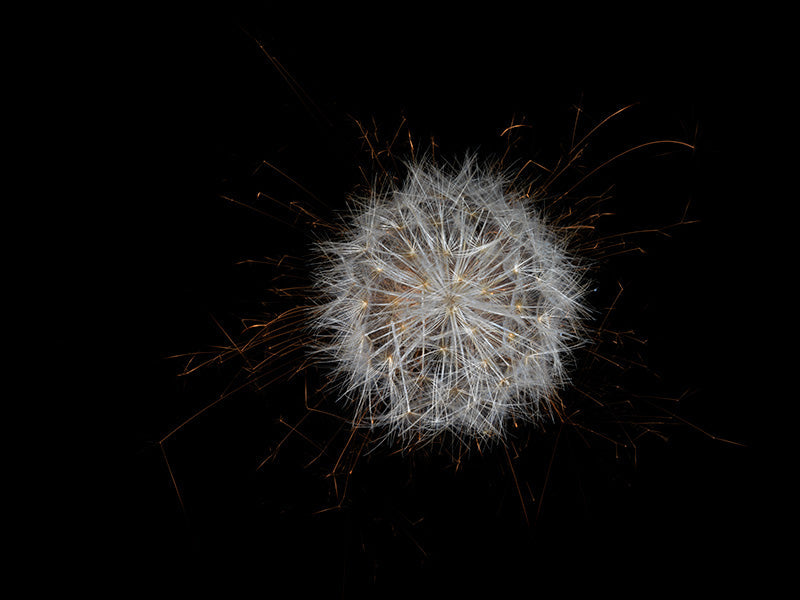 Underwater photograph exploding flower series sparks energy shot Warm Low Light tonality from the Fusion series