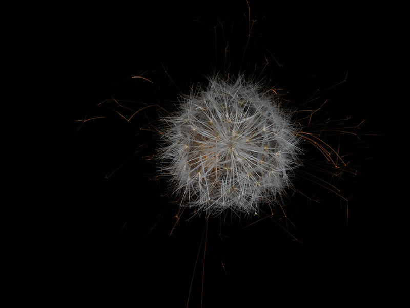 Underwater photograph exploding flower series sparks energy shot Warm Low Light tonality from the Fusion series