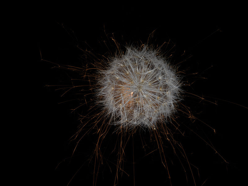 Underwater photograph exploding flower series sparks energy shot Warm Low Light tonality from the Fusion series