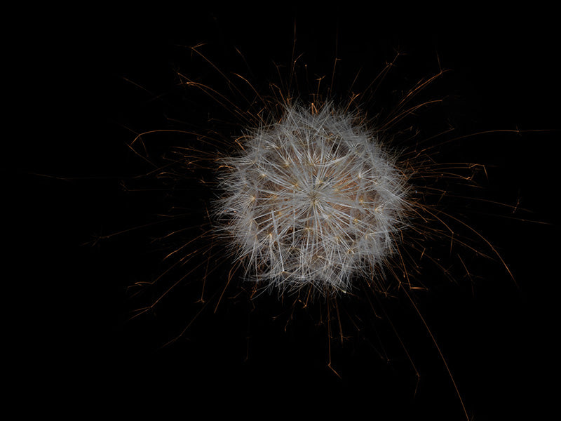 Underwater photograph exploding flower series sparks energy shot Warm Low Light tonality from the Fusion series