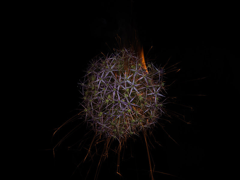 Underwater photograph exploding flower series sparks energy shot Warm Low Light tonality from the Fusion series