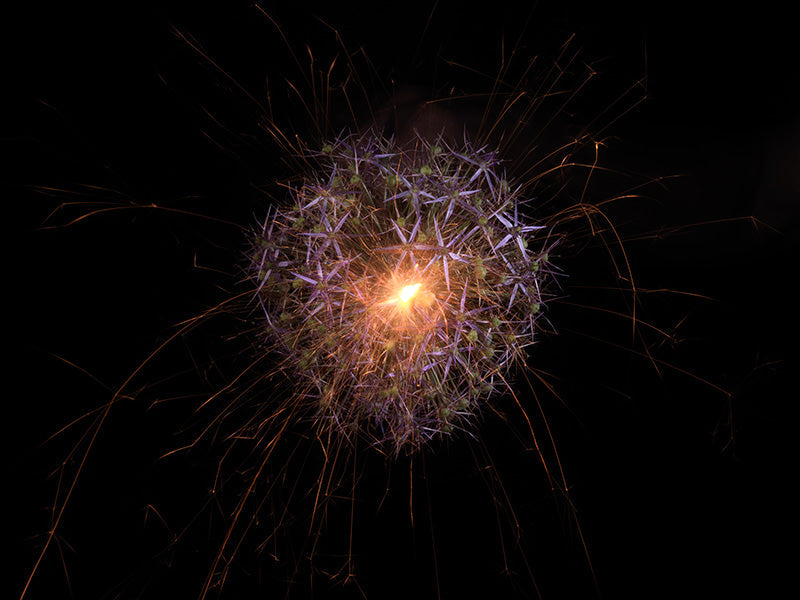 Underwater photograph exploding flower series sparks energy shot Warm Low Light tonality from the Fusion series