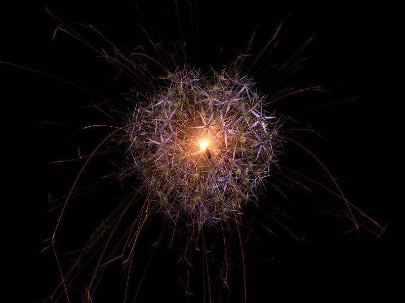 Underwater photograph exploding flower series sparks energy shot Warm Low Light tonality from the Fusion series