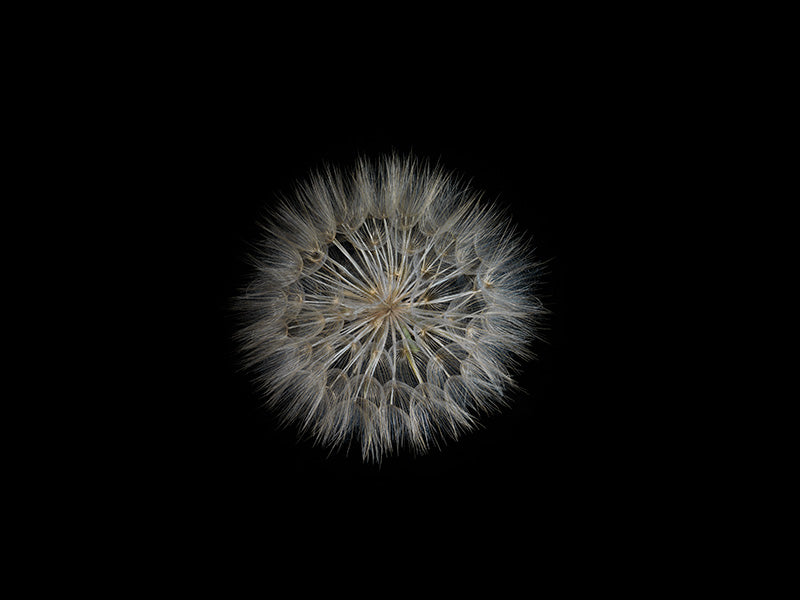 Underwater photograph exploding flower series sparks energy shot Warm Low Light tonality from the Fusion series