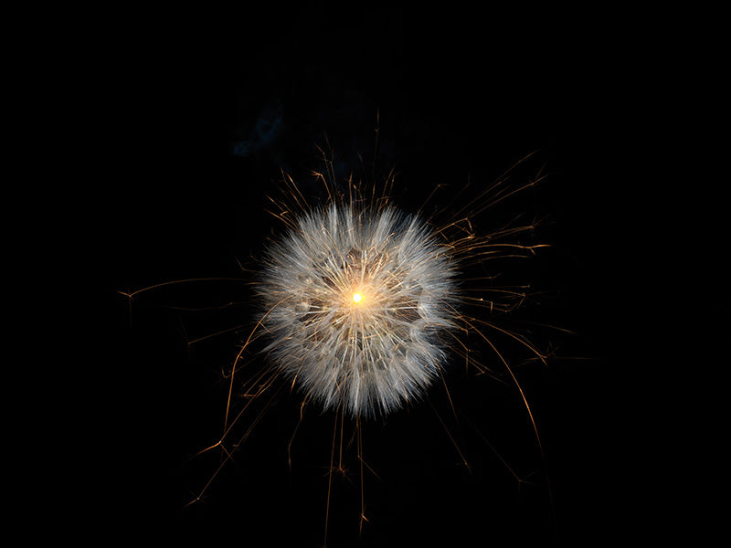Underwater photograph exploding flower series sparks energy shot Warm Low Light tonality from the Fusion series