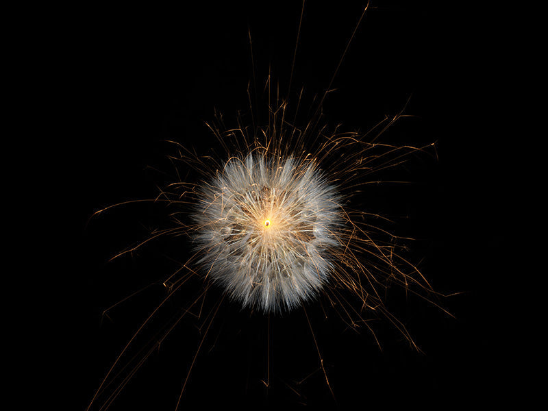 Underwater photograph exploding flower series sparks energy shot Warm Low Light tonality from the Fusion series