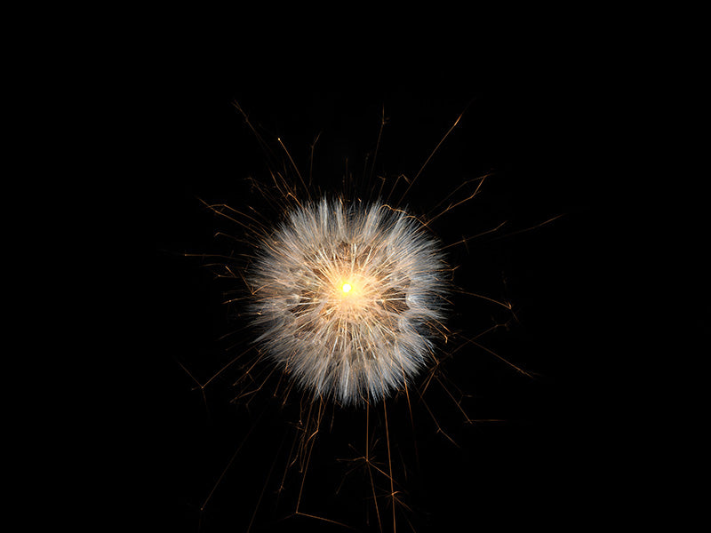 Underwater photograph exploding flower series sparks energy shot Warm Low Light tonality from the Fusion series