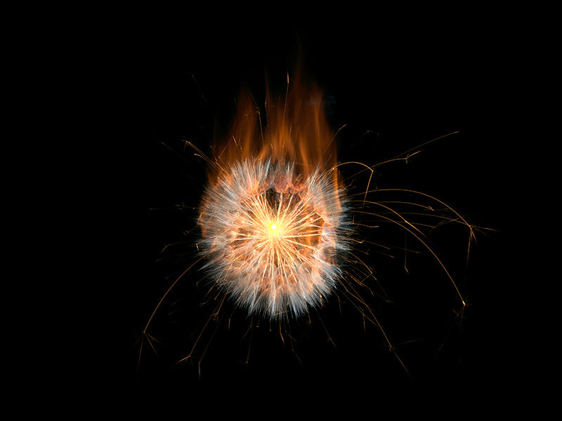 Underwater photograph exploding flower series sparks energy shot Warm Low Light tonality from the Fusion series
