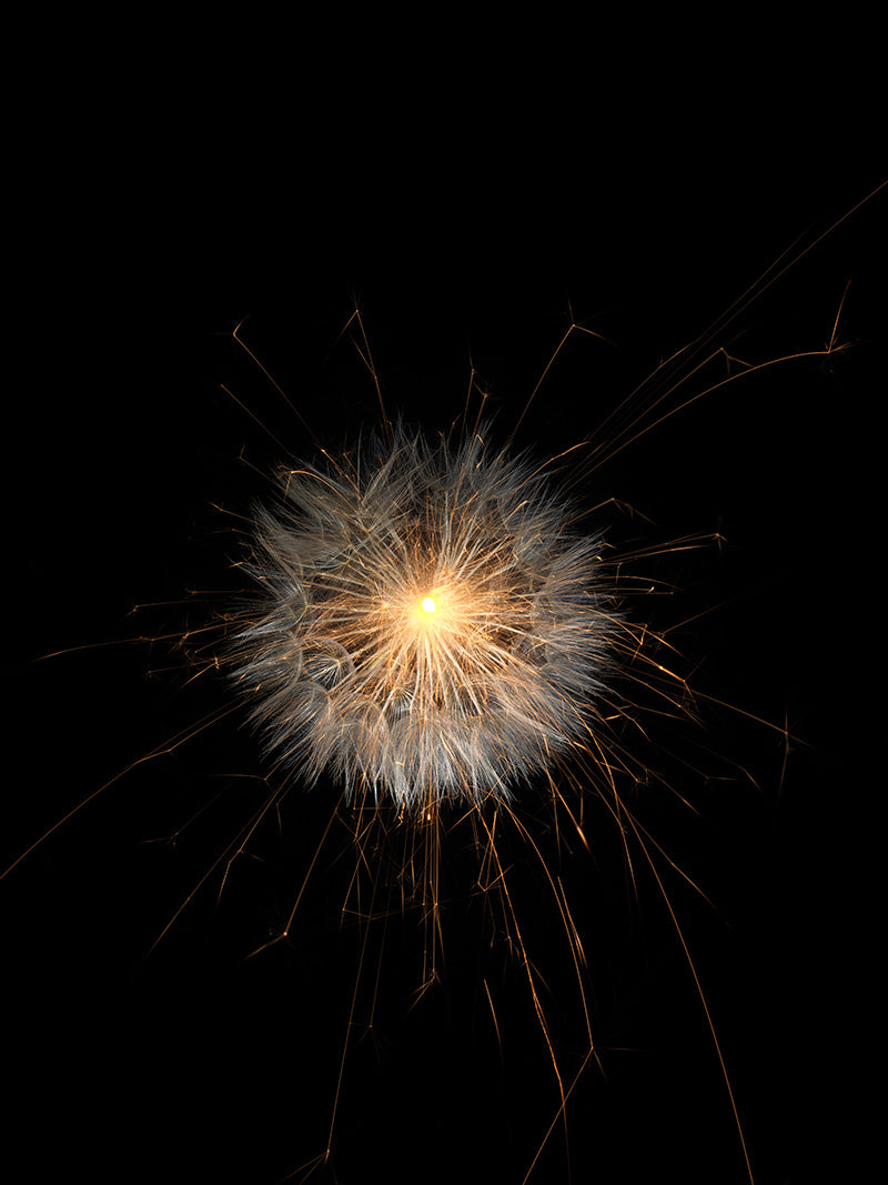 Underwater photograph exploding flower series sparks energy shot Warm Low Light tonality from the Fusion series