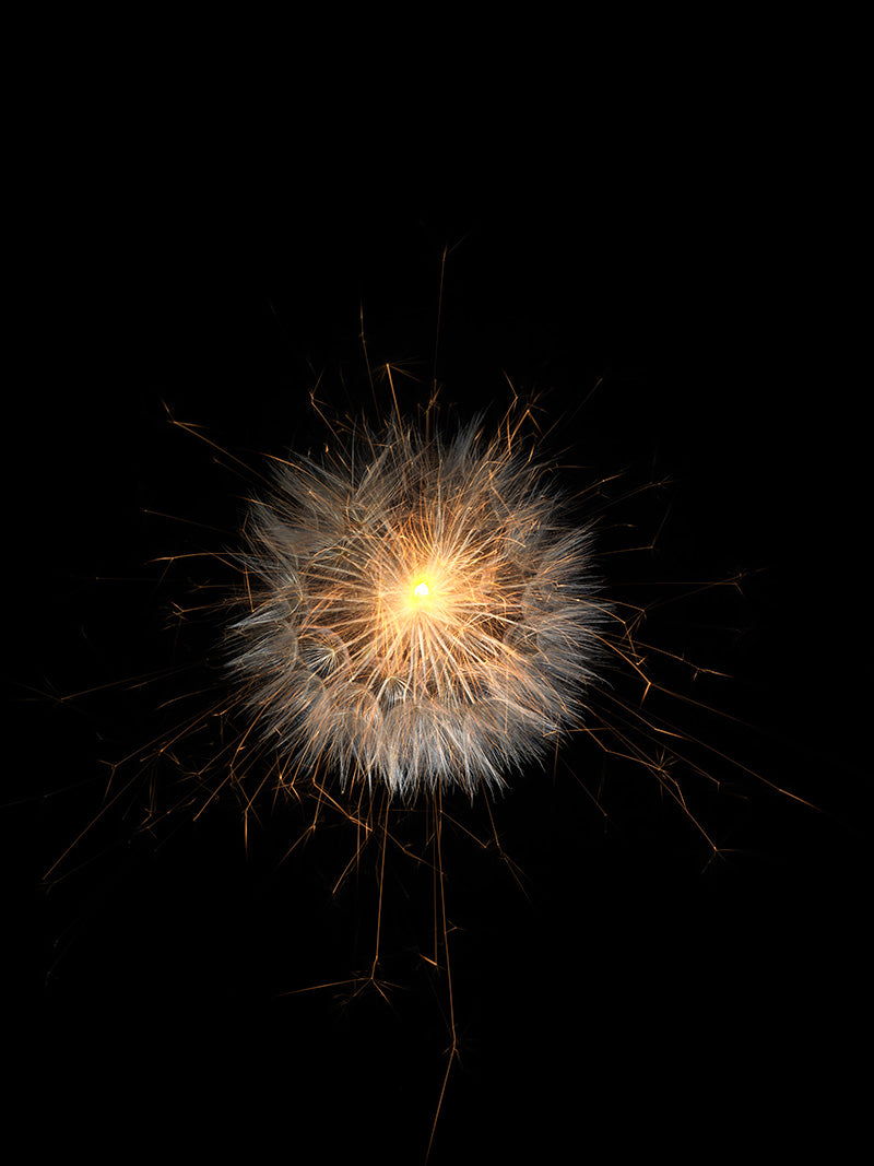 Underwater photograph exploding flower series sparks energy shot Warm Low Light tonality from the Fusion series